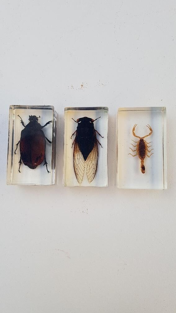Lot de 19 insectes en inclusion résine