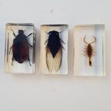 Lot of 19 insects in resin inclusion