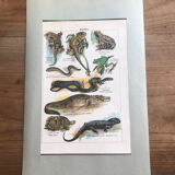 Planche pédagogique originale reptiles