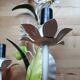 Marguerites painted sheet wall lamp