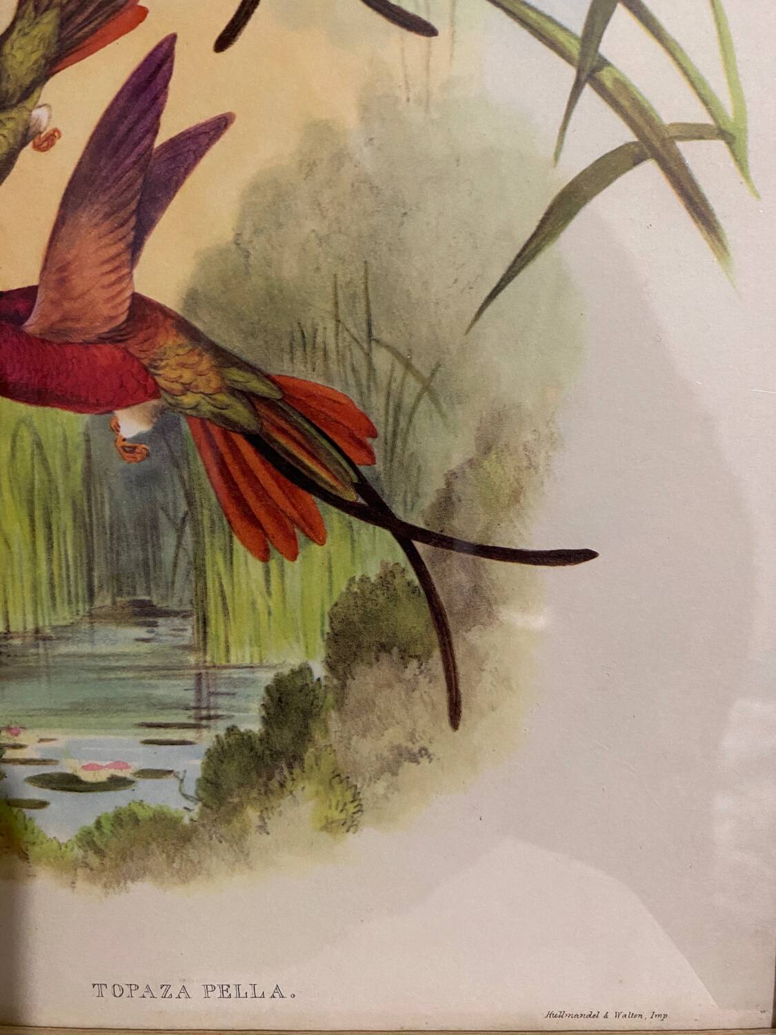 Topaza ornithological lithograph