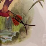 Topaza ornithological lithograph