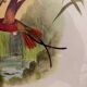 Topaza ornithological lithograph
