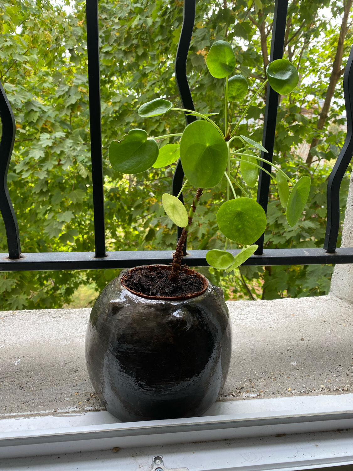 Sejnane brown vase varnished