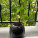 Sejnane brown vase varnished