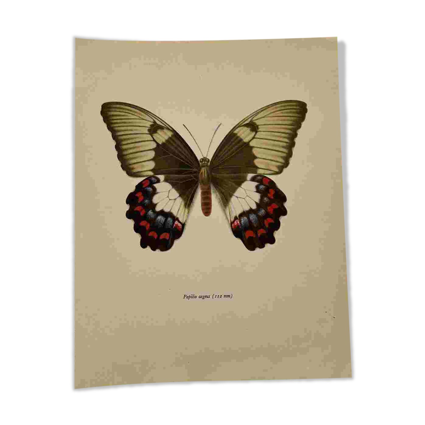 Antique butterfly engraving vintage botanical plate naturalist etching