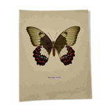 Antique butterfly engraving vintage botanical plate naturalist etching