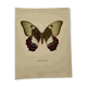Old butterfly engraving vintage botanical plate etching naturalistic