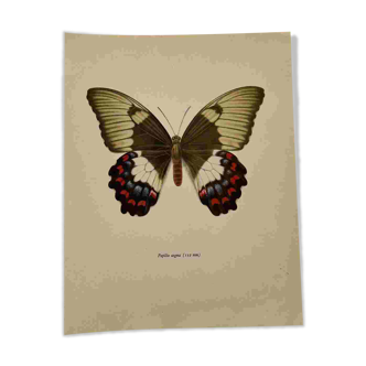 Gravure papillon ancienne planche botanique vintage eau forte naturaliste