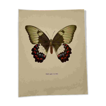 Gravure papillon ancienne planche botanique vintage eau forte naturaliste