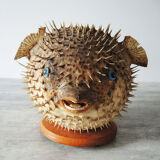 Former Naturalized / Stuffed Diodon