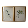 Pair of pedagogical engravings, Gould and Richter birds