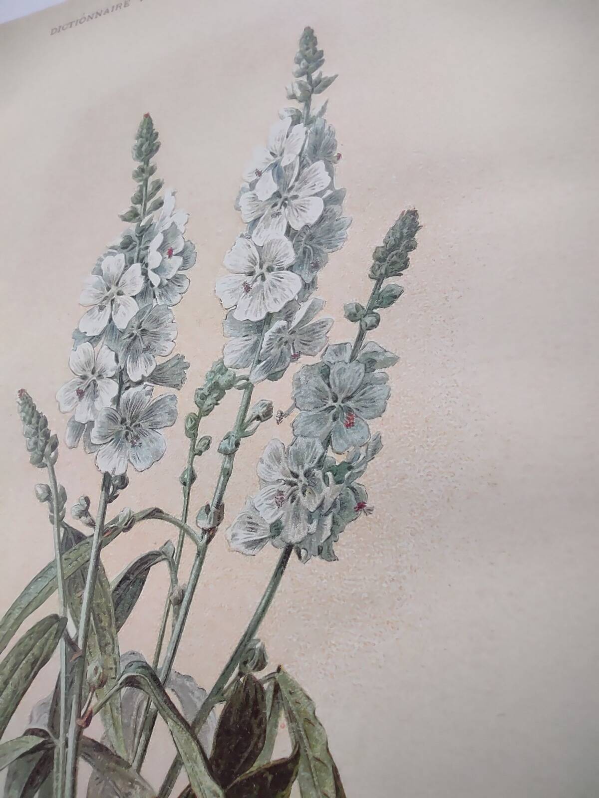 Gravure botanique de 1897 - Sidalcea Candida - Planche originale . Lithographie ancienne de fleur