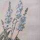 Gravure botanique de 1897 - Sidalcea Candida - Planche originale . Lithographie ancienne de fleur