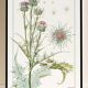 Poster “Thistle”, after an Art Nouveau lithograph from 1897