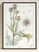 Poster “Thistle”, after an Art Nouveau lithograph from 1897