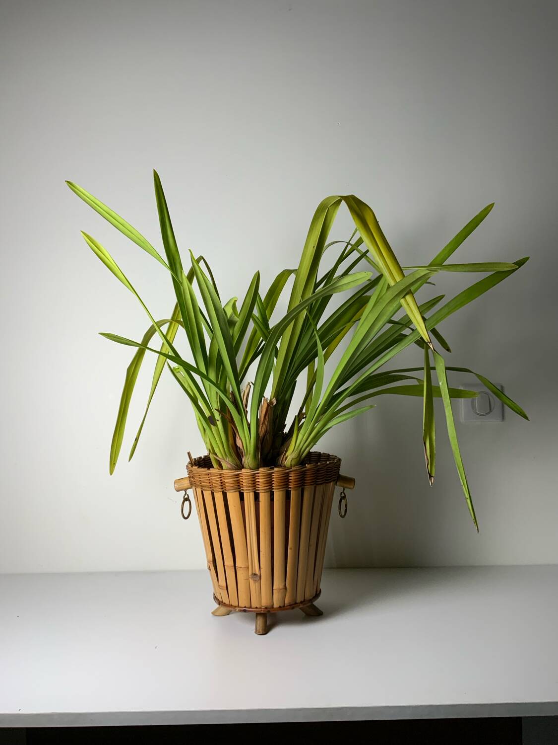 Rattan plant pot cover