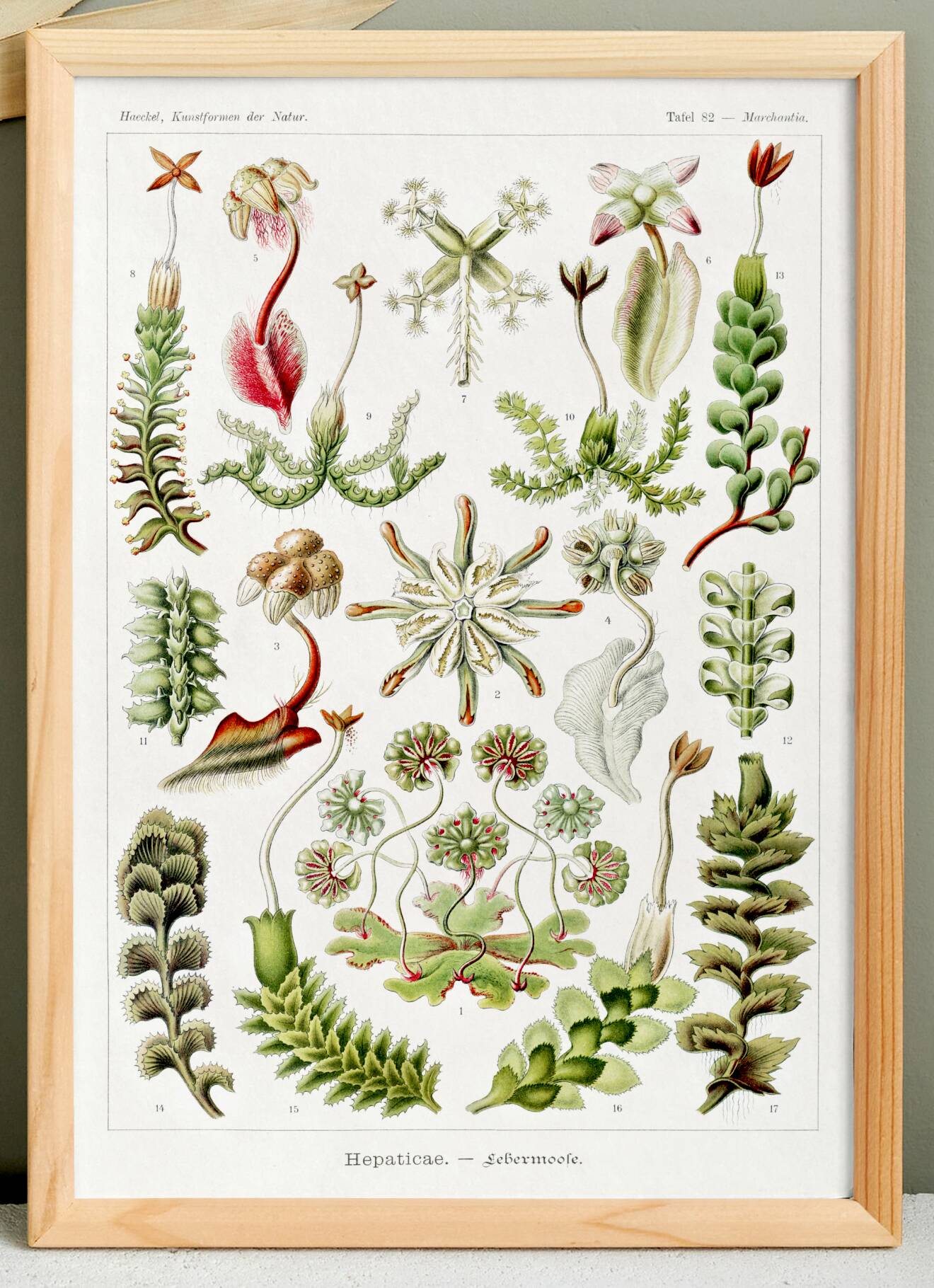 Poster about liverwort plants, based on an old lithograph