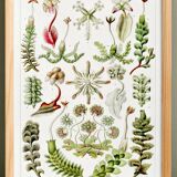 Poster about liverwort plants, based on an old lithograph