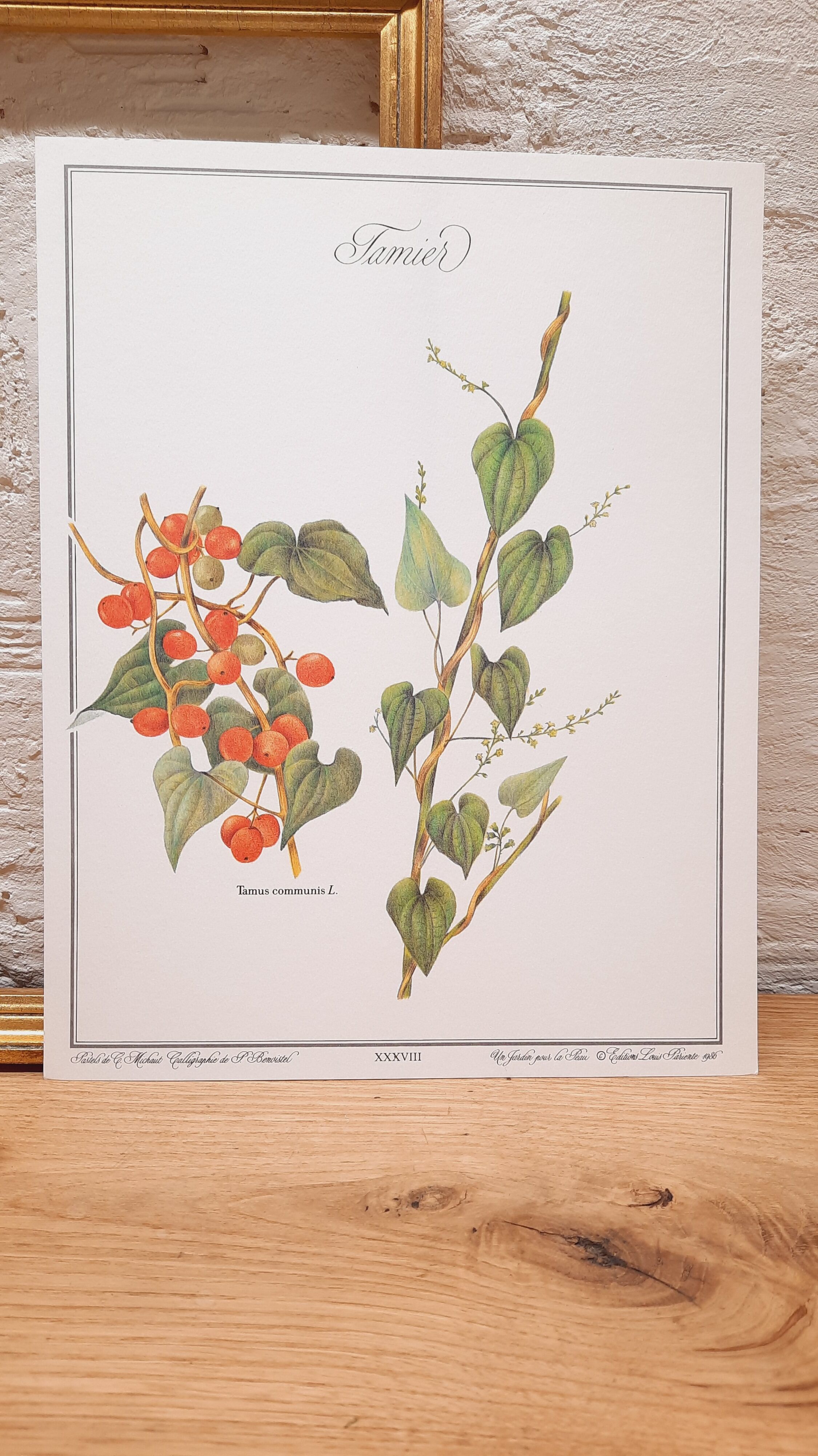 Tamier botanical plate