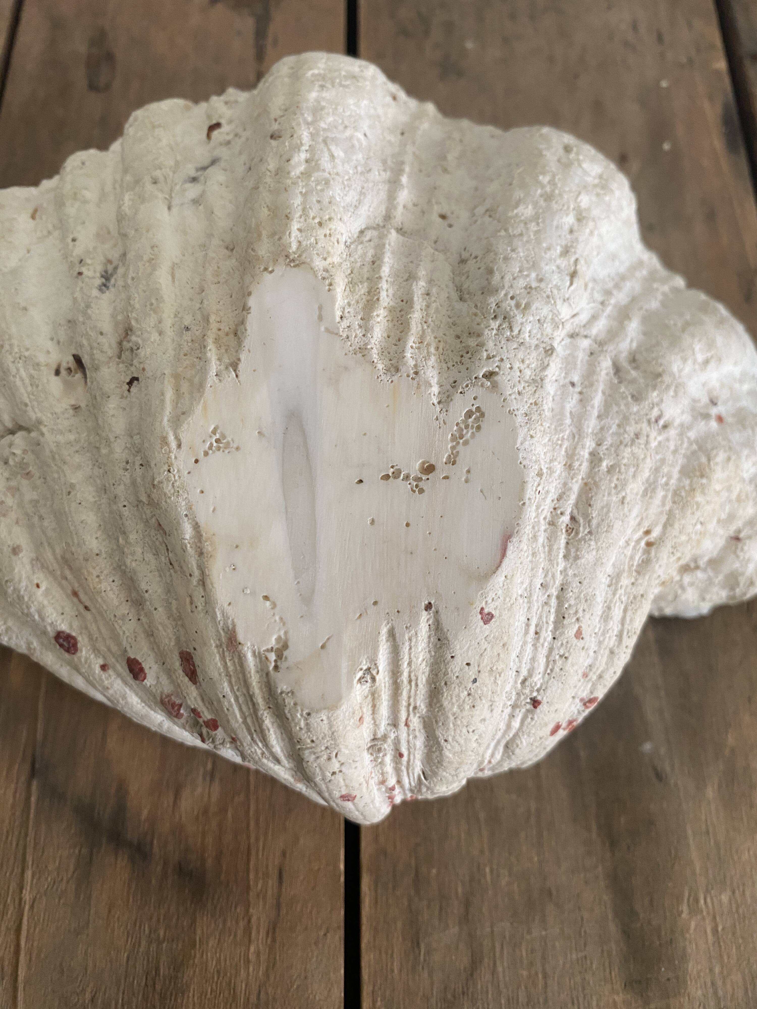 Bénitier shells, cabinet of curiosities