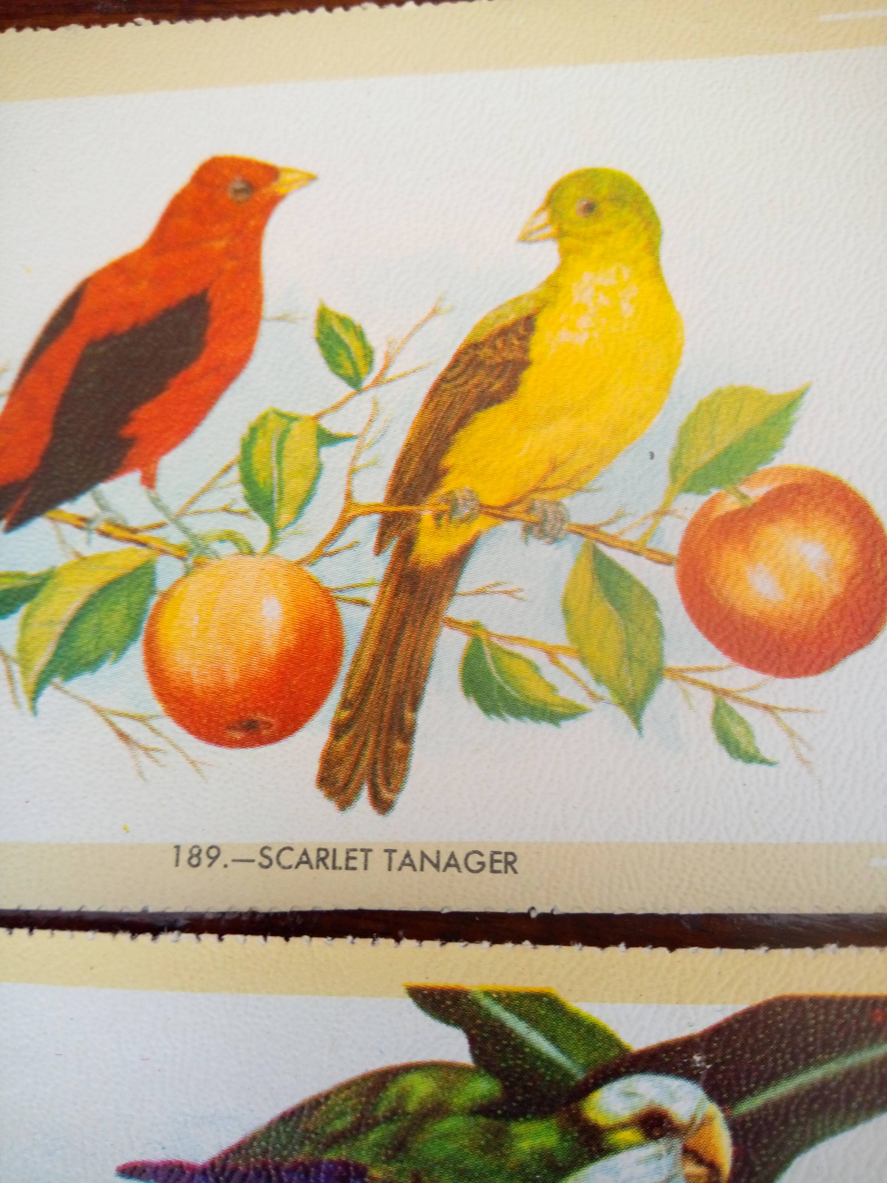 lot of zoological posters, birds, 60s