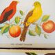 lot of zoological posters, birds, 60s