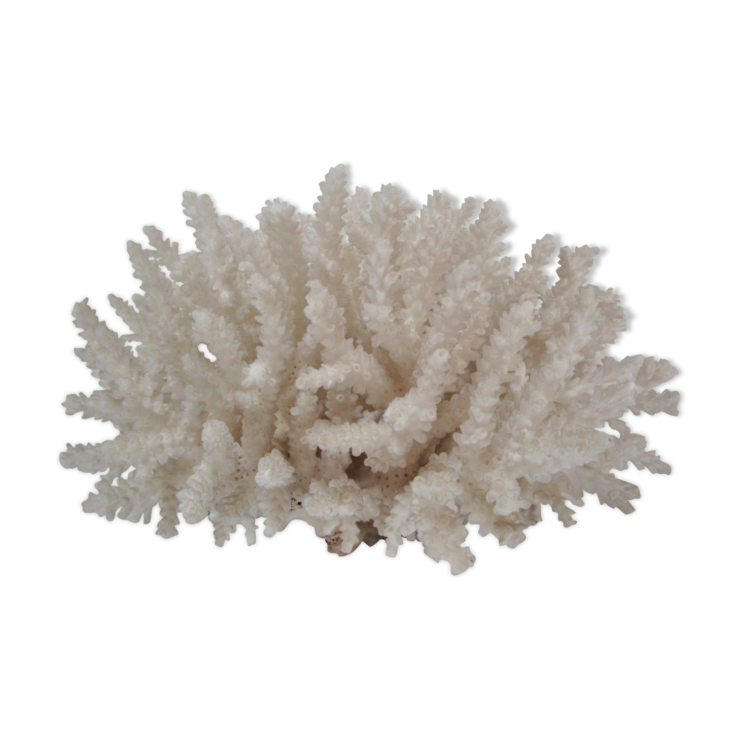 Vintage white coral drink