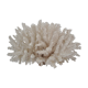 Vintage white coral drink