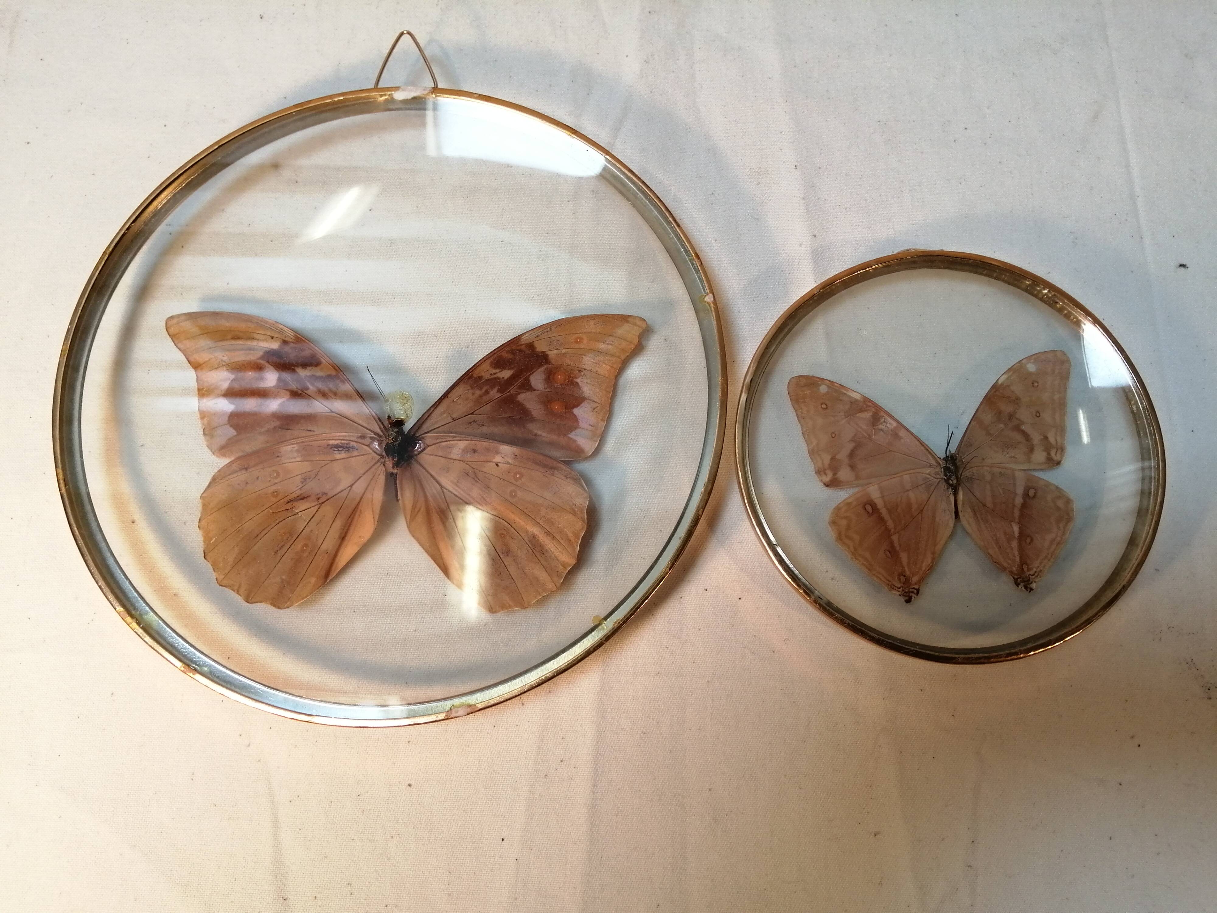 Duo de cadres vintage de papillons naturalisés