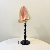 XXL 54 cm Old large conch shell on wooden base Napoleon III cabinet of curiosities foot