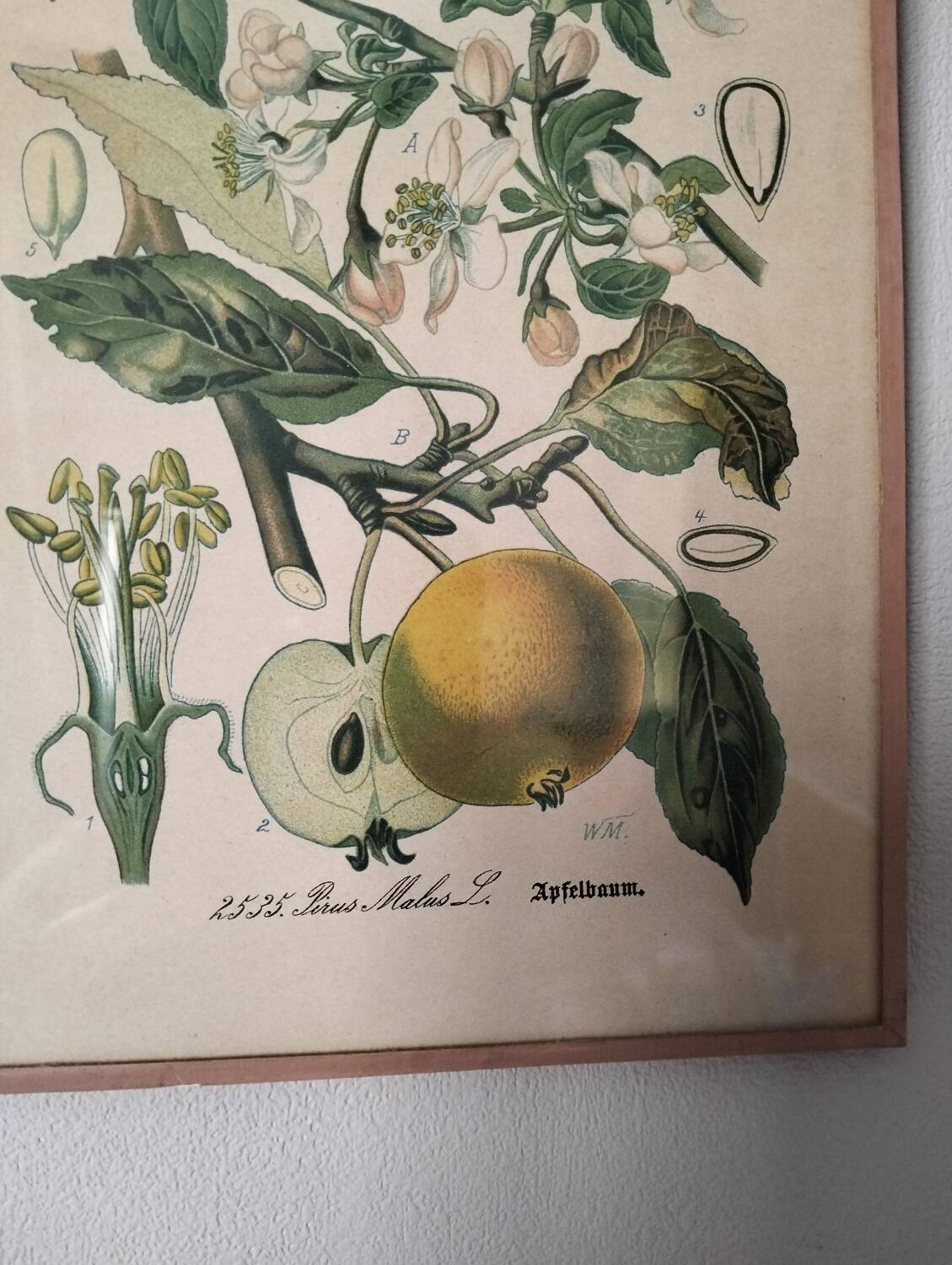 Botanical framework apple tree