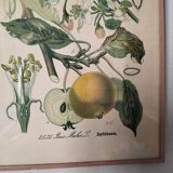 Botanical framework apple tree