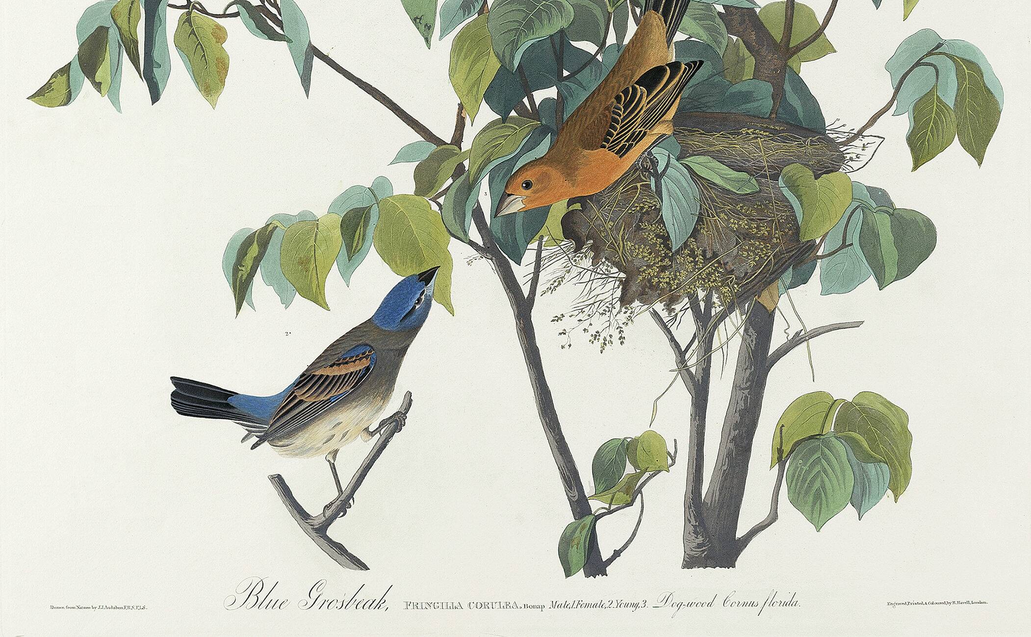 Poster about the Blue Grosbeak, based on an old engraving from 1827.