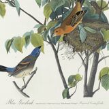 Poster about the Blue Grosbeak, based on an old engraving from 1827.