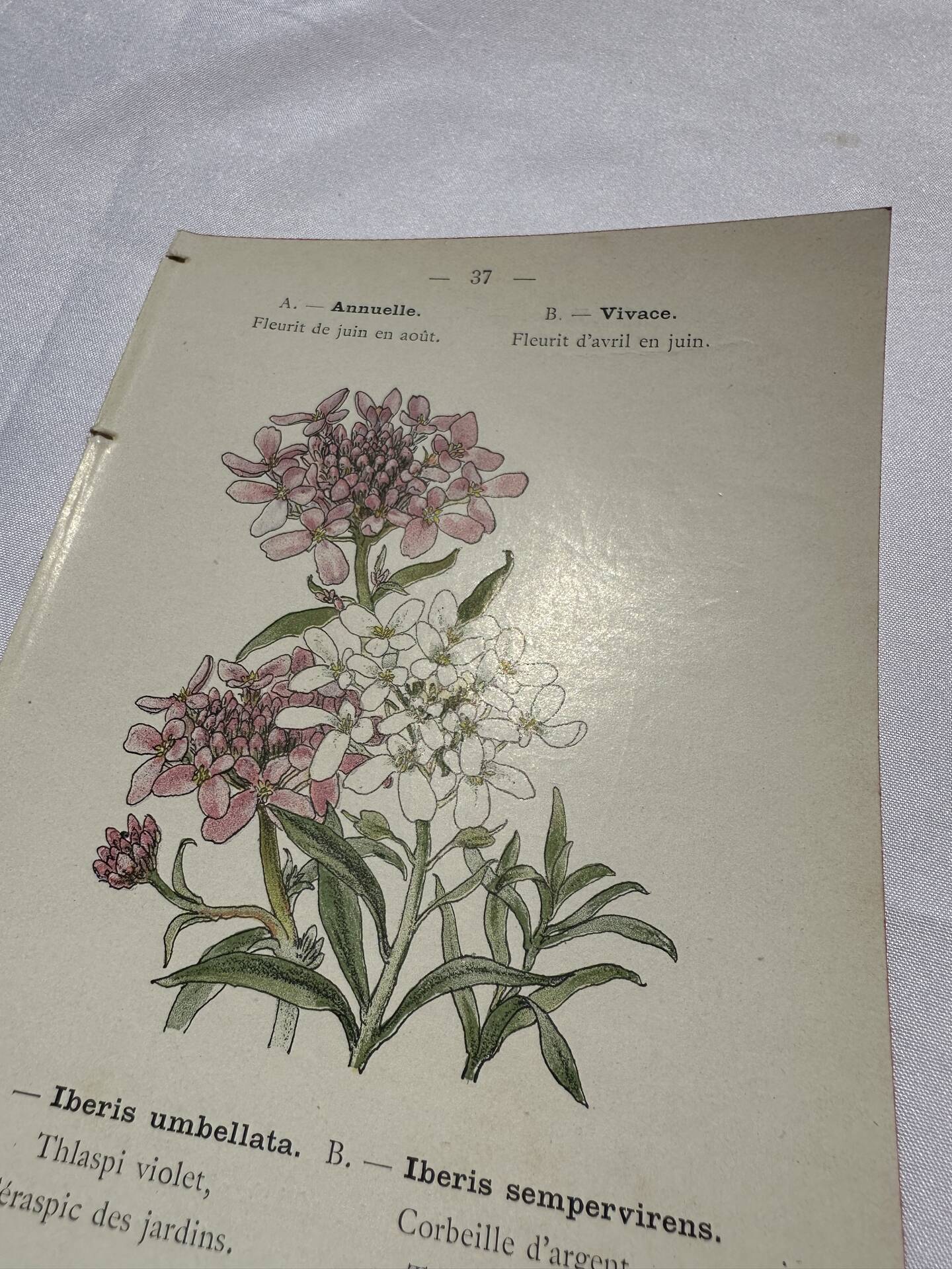 Gravure botanique originale  (1840-1880) double face  Superbe plan