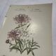 Gravure botanique originale  (1840-1880) double face  Superbe plan