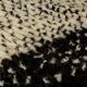 Traditional black and white Berber rug from the Oued Zam, size 140 x 260 cm