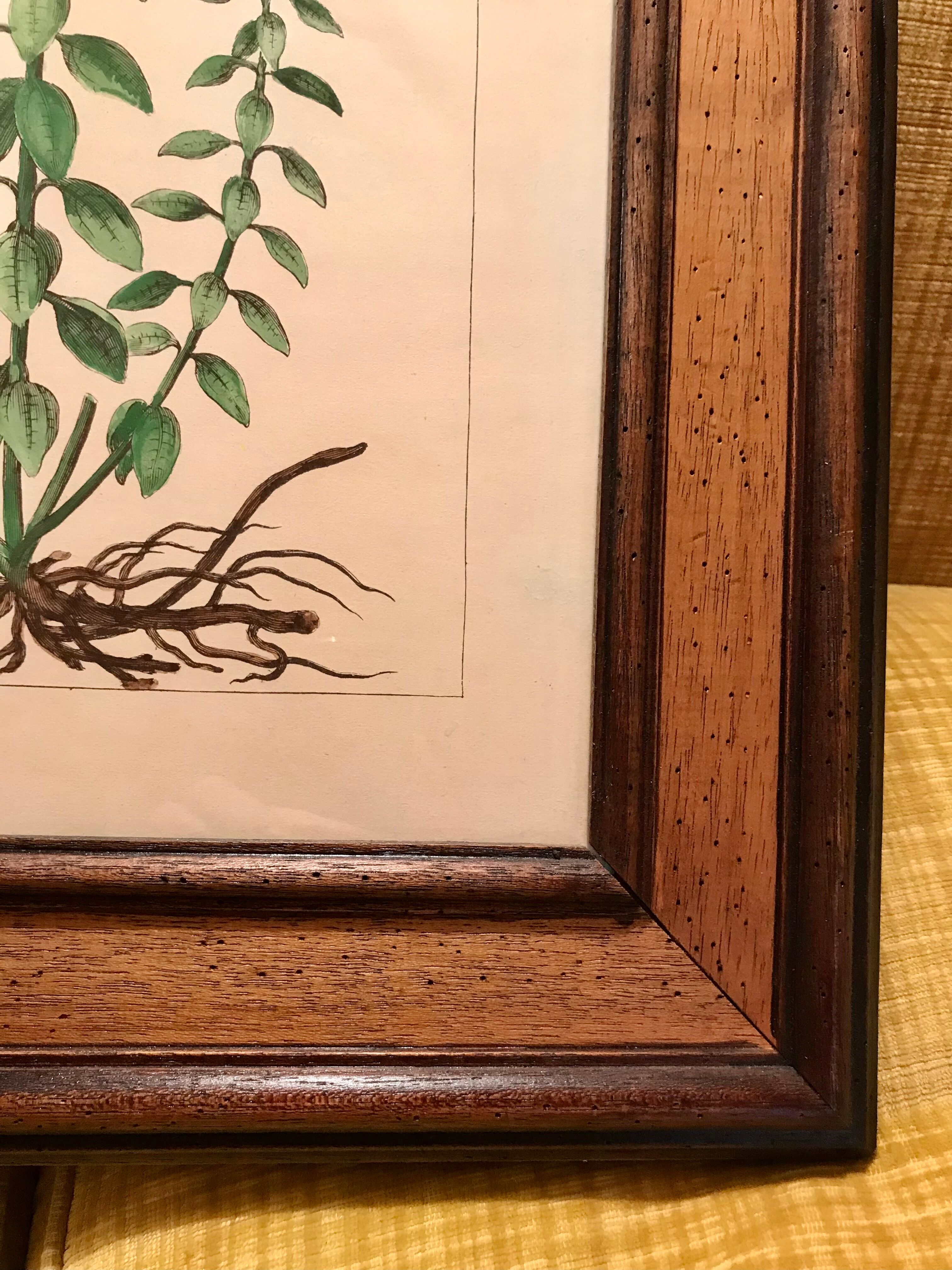 Painting golden yellow flowers wooden frame vintage botanical encyclopedia Lamarck