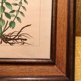 Painting golden yellow flowers wooden frame vintage botanical encyclopedia Lamarck