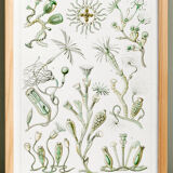 Poster about marine organisms, based on an old lithograph