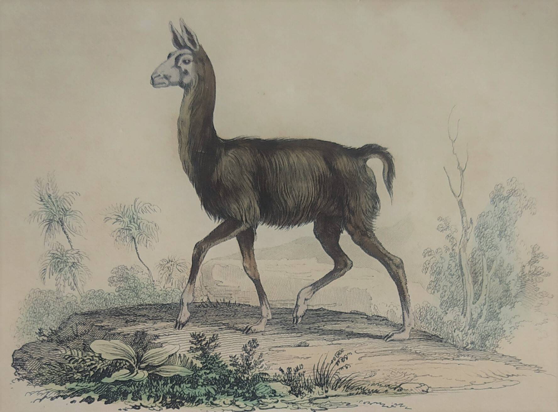 Ornithological Plate Buffon 1838 "Llama & Vicuña"