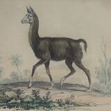 Ornithological Plate Buffon 1838 "Llama & Vicuña"