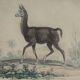 Ornithological Plate Buffon 1838 "Llama & Vicuña"