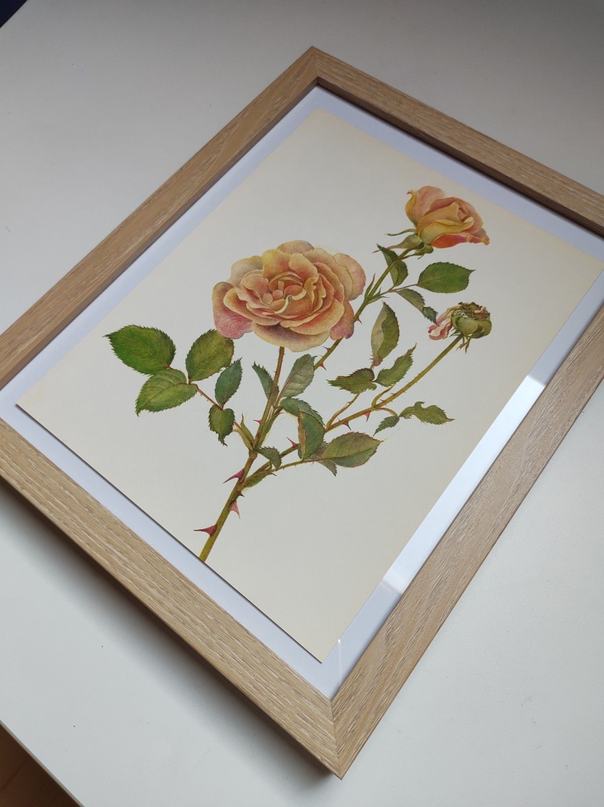 Botanical illustration of rose