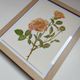 Botanical illustration of rose