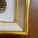 Naturalized butterfly frame, papilio rumanzovia Nelle Guinea.