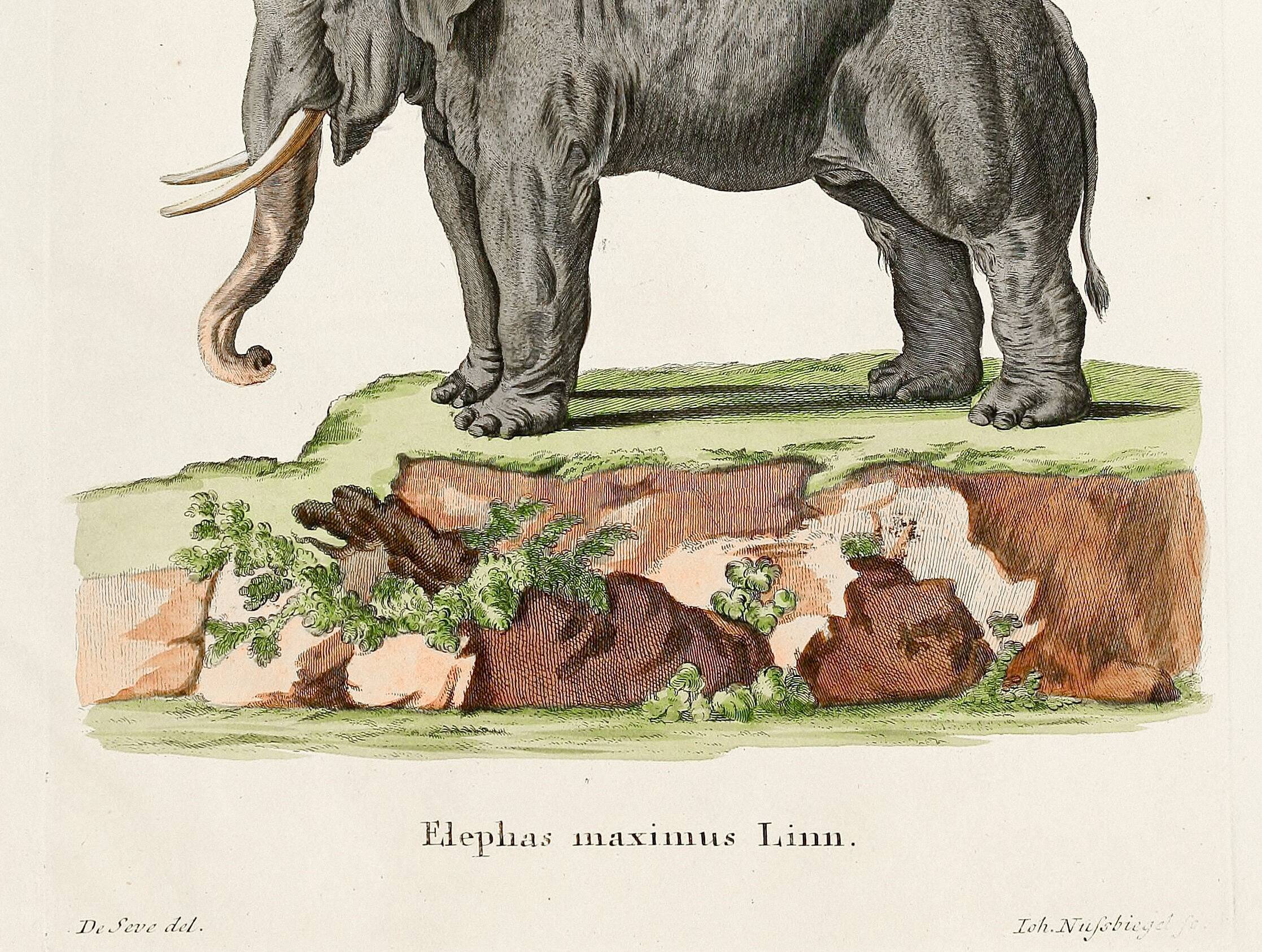 Poster featuring an "Asian Elephant", based on an old engraving from 1774