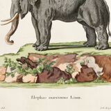 Poster featuring an "Asian Elephant", based on an old engraving from 1774