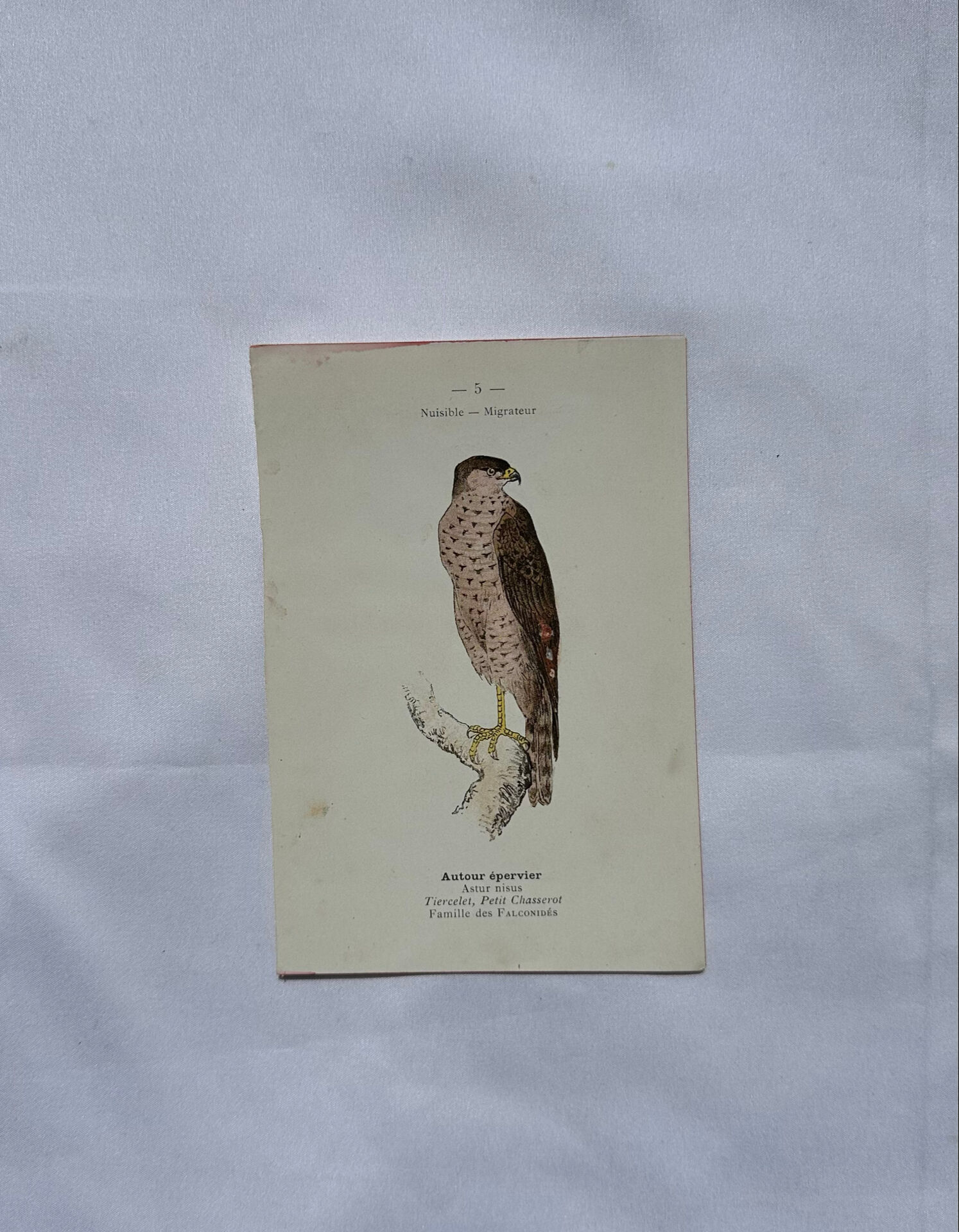 Planche Botanique Gravure oiseaux naturaliste  19eme recto verso  A